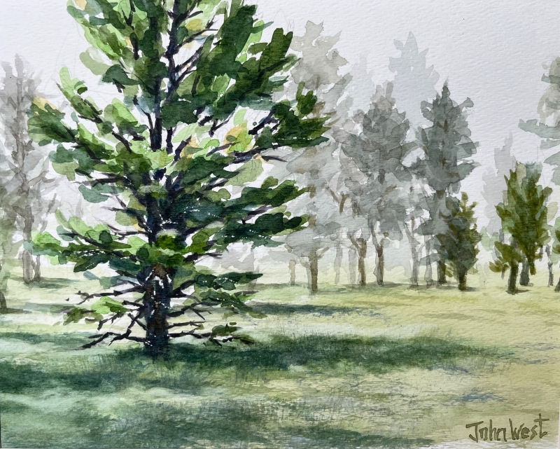 Pine Trees in Fog by artist John West